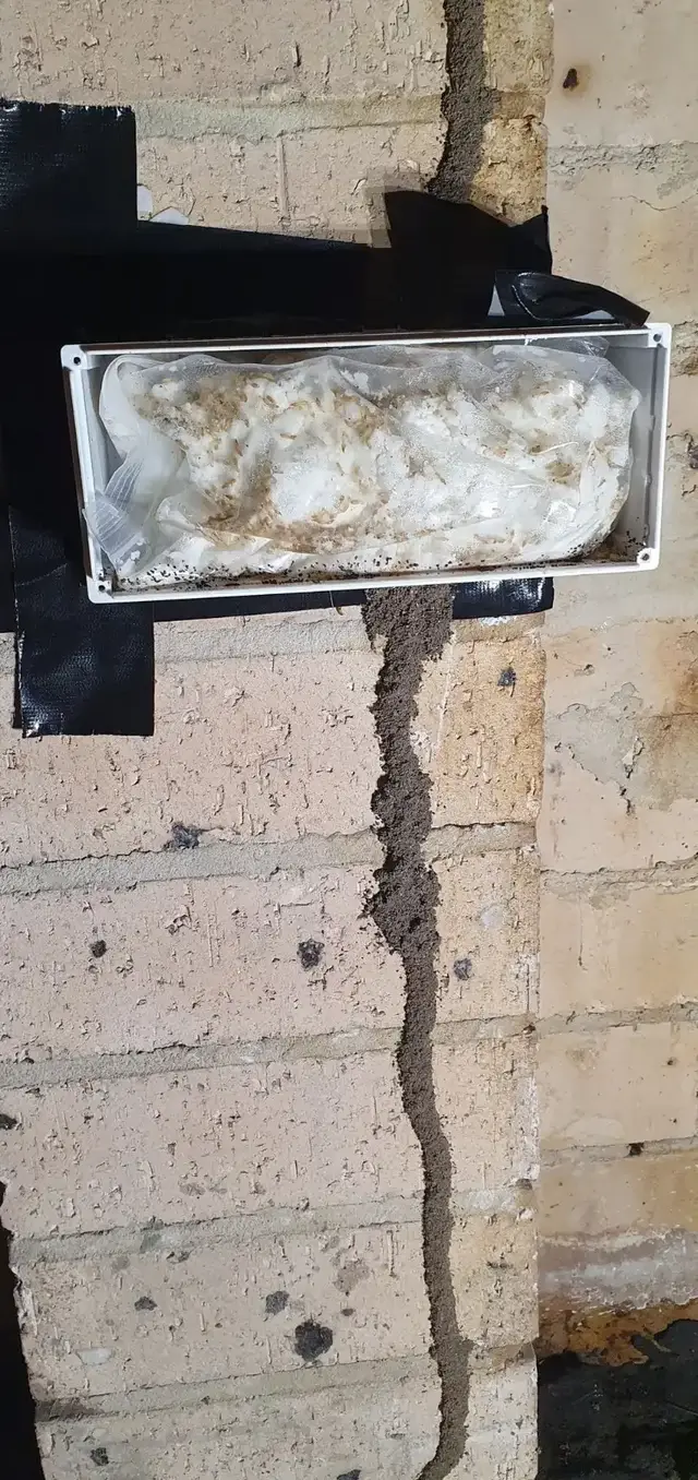 An above-ground termite bait station taped onto a brick wall over a termite mud lead