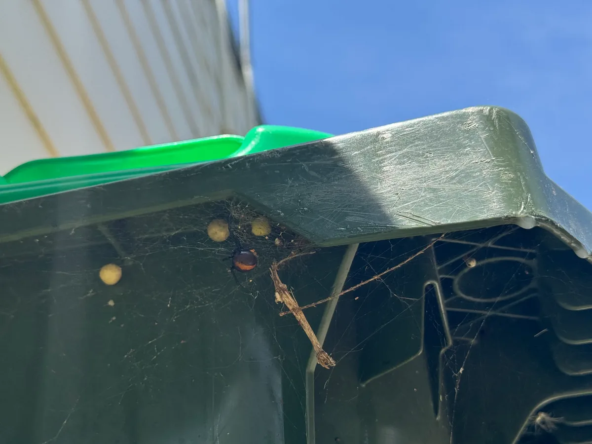 Spider with its web and egg sacs under the rim of a green plastic container, found during a residential pest control job