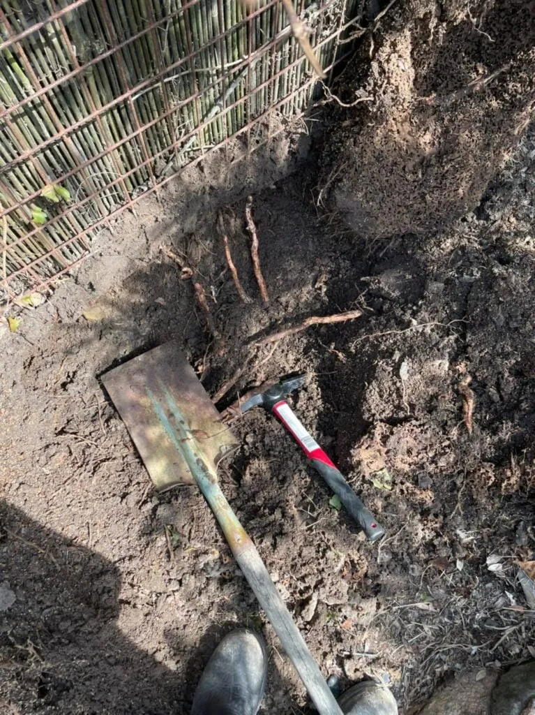 A termite nest dug open beside a neighbour's fence, spade and mattock in the hole