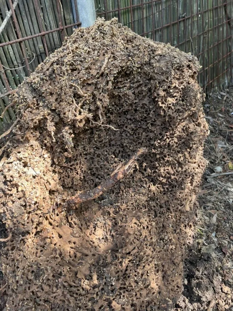 Part of a termite nest lifted out of the ground