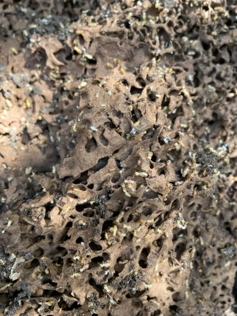 Close view of the nest's honeycomb galleries