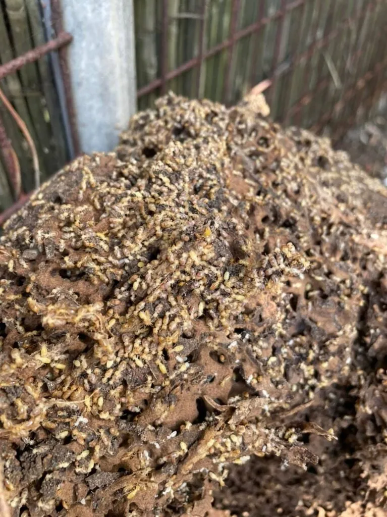Termites across the broken face of a nest