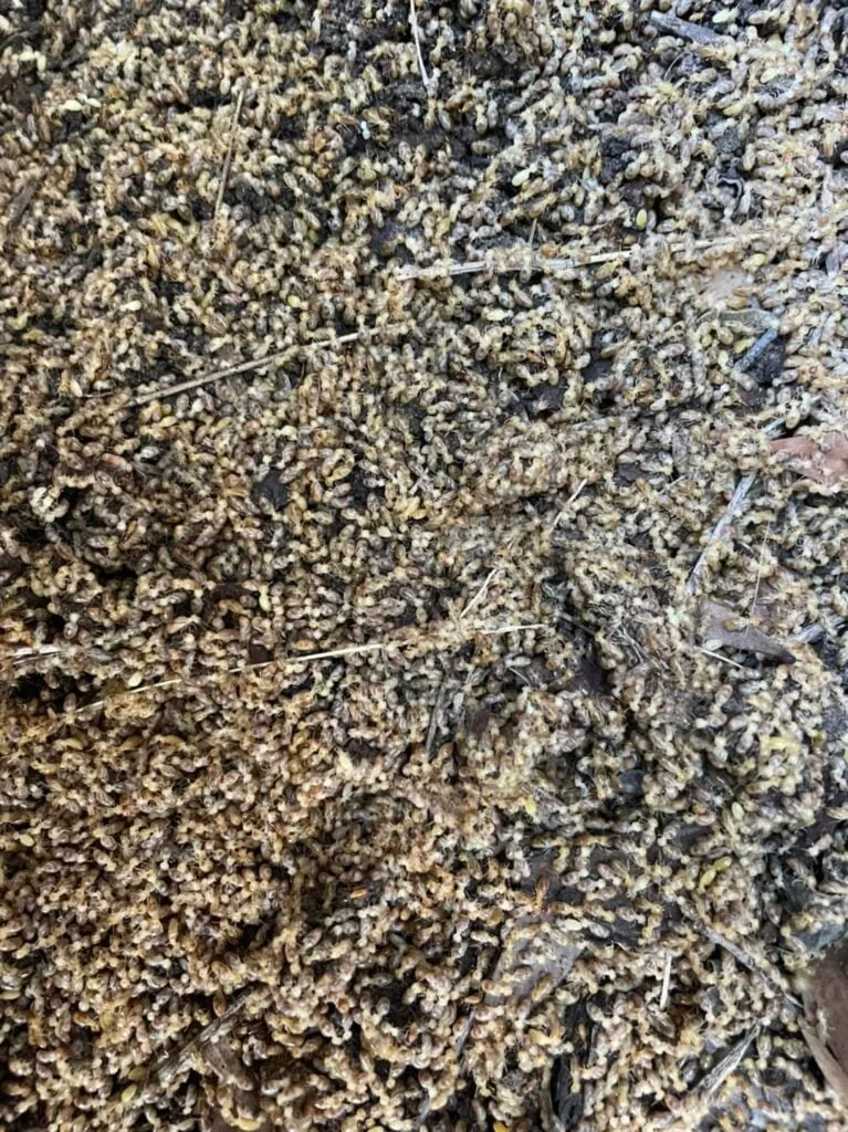 Thousands of termites exposed in the opened nest