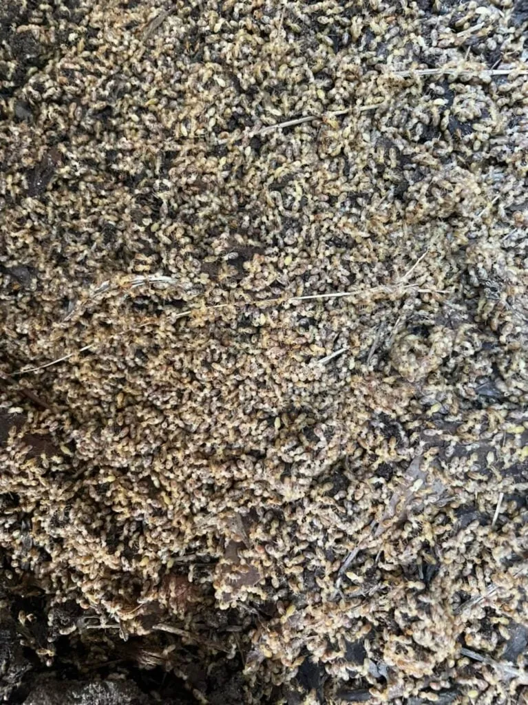 Close view of the termite mass inside the nest