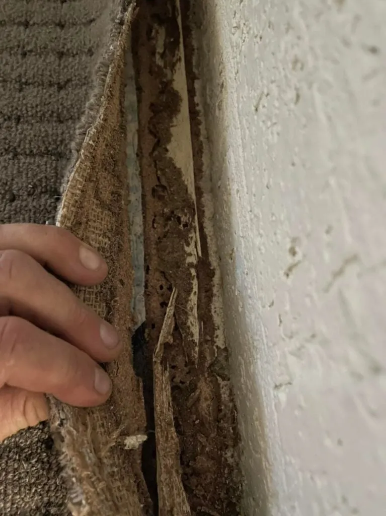 Carpet lifted back to show termite-damaged timber at the base of a door frame