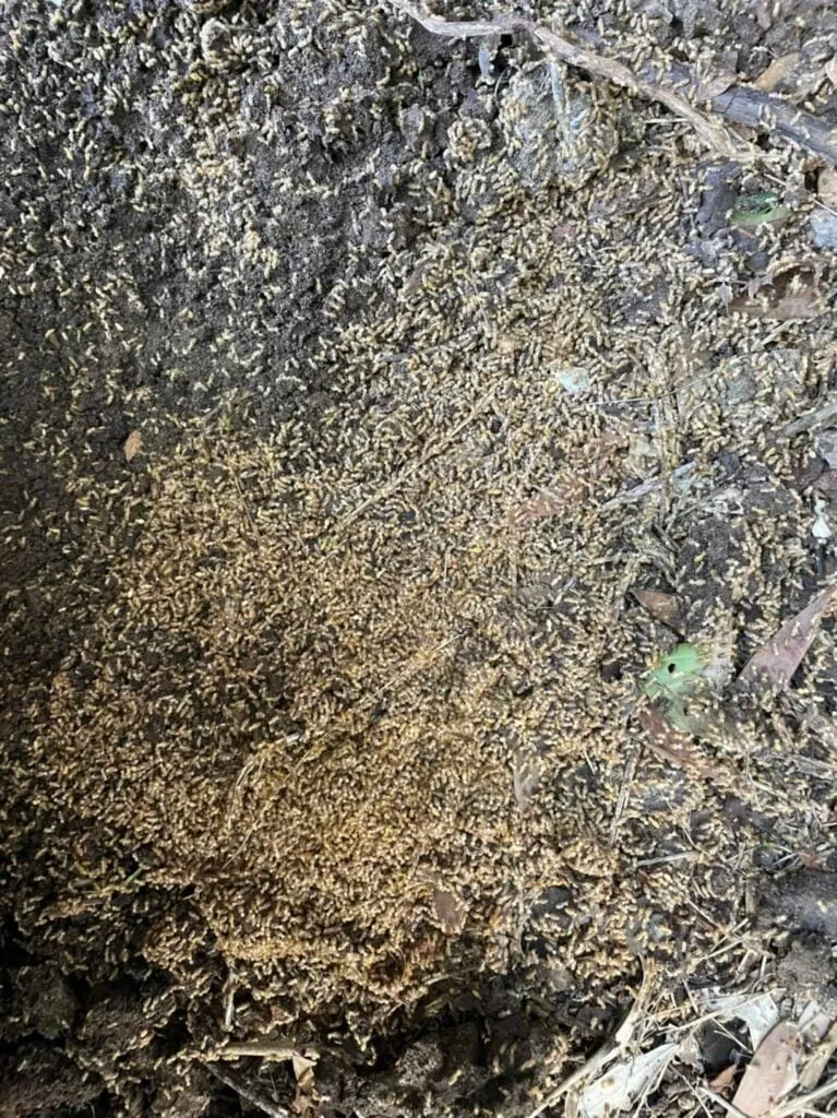 Termites spilling across the nest material