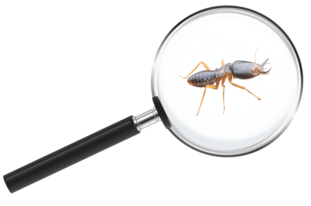 Home » pest inspections
