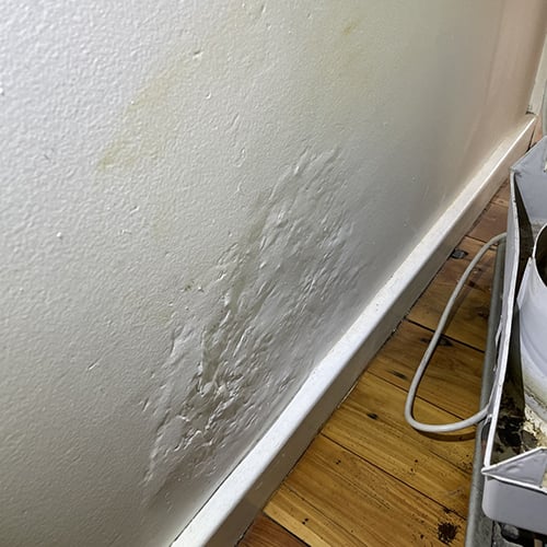 Home &raquo; pest inspections
