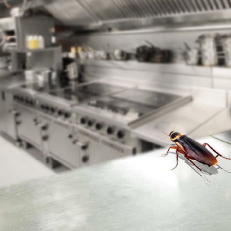 Home &raquo; pest inspections